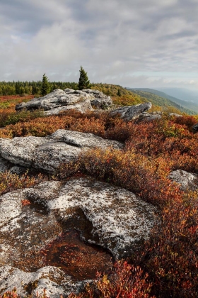 Bear Rocks Preserve, Dolly Sods, West Virginia