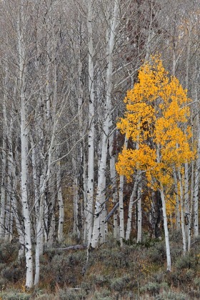 Mirror Lake Scenic Byway, Uinta-Wasatch-Cache National Forest, Utah