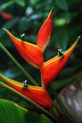 Heliconia, Hoomaluhia Botanical Gardens, Oahu, Hawaii