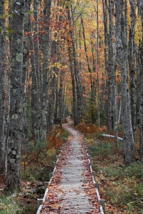 Jesup Path, Acadia National Park, Maine