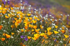 poppies-wildflowers-super-bloom-walker-canyon-california-0676