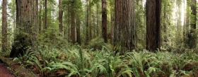 Prairie Creek Redwoods State Park, California