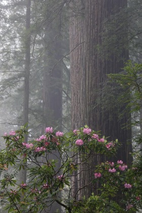 Damnation Creek Trail, Del Norte Redwoods State Park, California