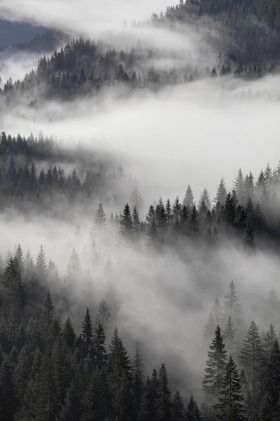Stevens Canyon, Mt. Rainier National Park, Washington