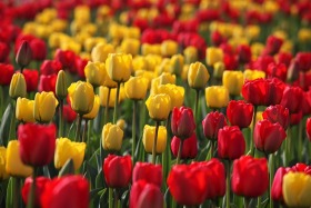 Skagit Valley Tulip Festival, Washington