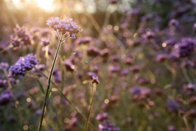 Manito Botanical Gardens, Spokane, Washington