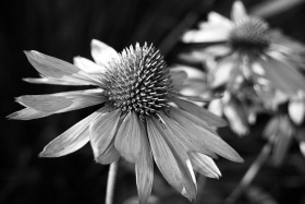 Ballard Locks Botanical Gardens, Seattle, Washington