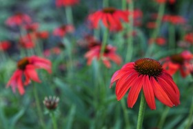 Manito Botanical Gardens, Spokane, Washington