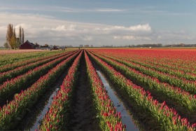 Skagit Valley Tulip Festival, Washington