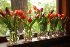 Wedding Tulips