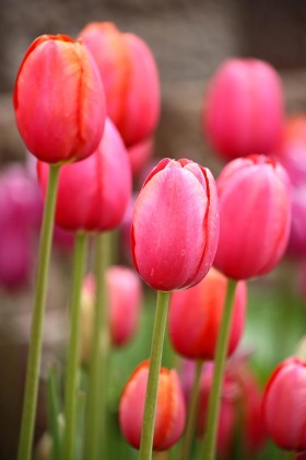 Thanksgiving Point Tulip Festival, Lehi, Utah