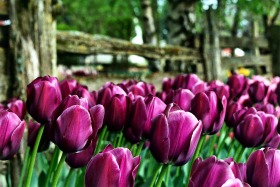 Skagit Valley Tulip Festival, Skagit Valley, Washington (Scanned From Film)