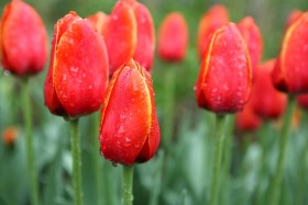 Thanksgiving Point Tulip Festival, Lehi, Utah
