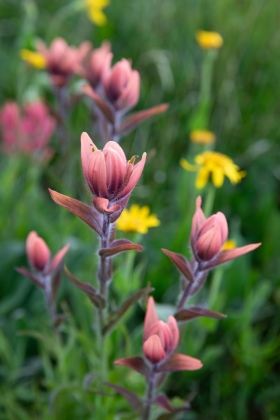 John Lake, Uinta-Wasatch-Cache National Forest, Utah