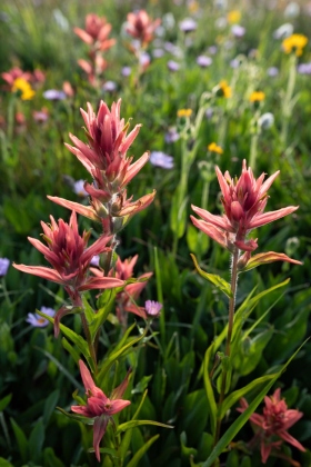 Near Scout Lake, Uinta-Wasatch-Cache National Forest, Utah
