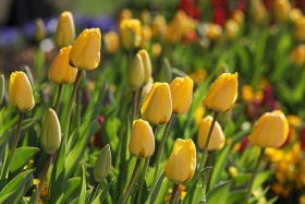 Thanksgiving Point Tulip Festival, Lehi, Utah