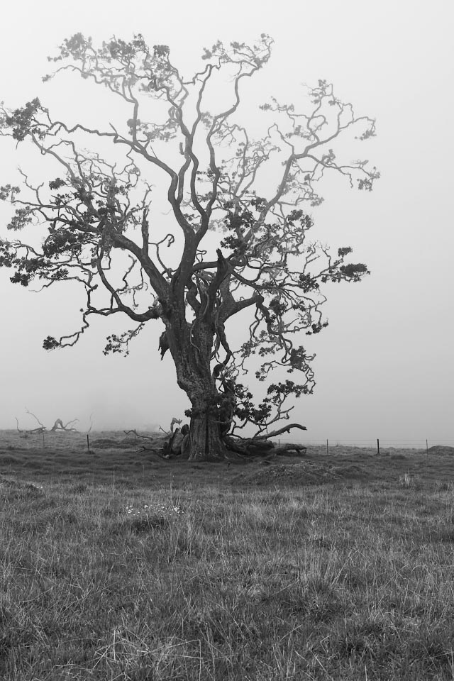 foggy-tree-mana-road-big-island-0126