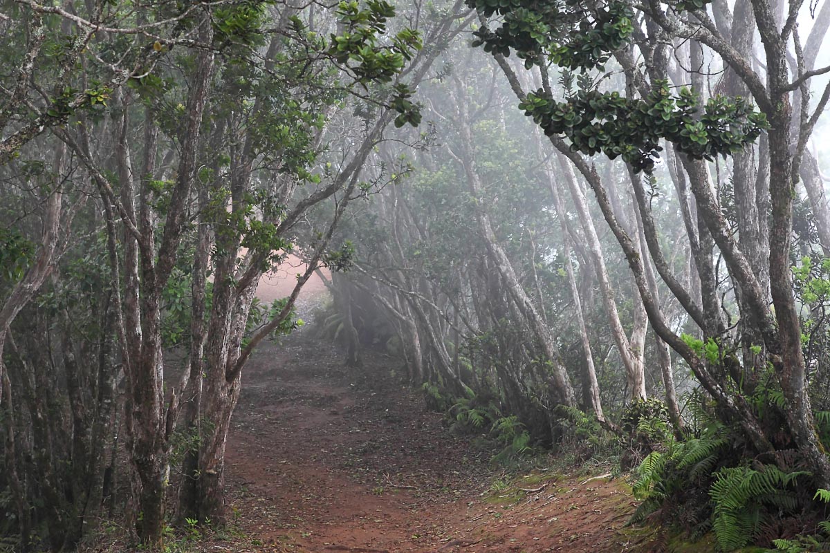 foggy-trees-pihea-trail-kokee-state-park-kauai-0117