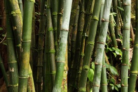bamboo-hawaii-tropical-bontanical-garden-big-island-0113