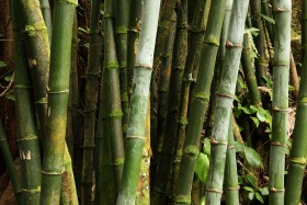 Hawaii Tropical Botanical Garden, Big Island, Hawaii