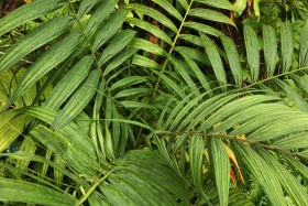 Hawaii Tropical Botanical Garden, Big Island, Hawaii