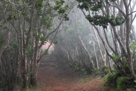 Pihea Trail, Koke'e State Park, Kauai, Hawaii