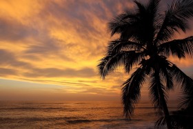 ocean-sunset-palm-tree-makaha-oahu-hawaii-0651