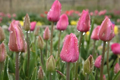 tulips-pink-dew-thanksgiving-point-utah-0238