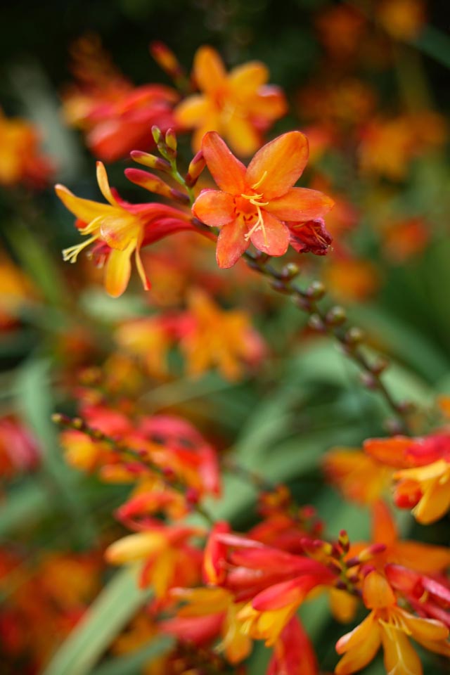 crocosmia-red-orange-ballard-locks-botanical-garden-seattle-0233
