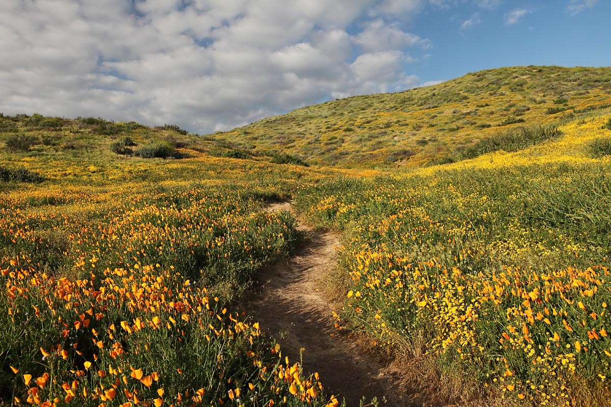 poppies-wildflowers-super-bloom-diamond-valley-lake-california-0674