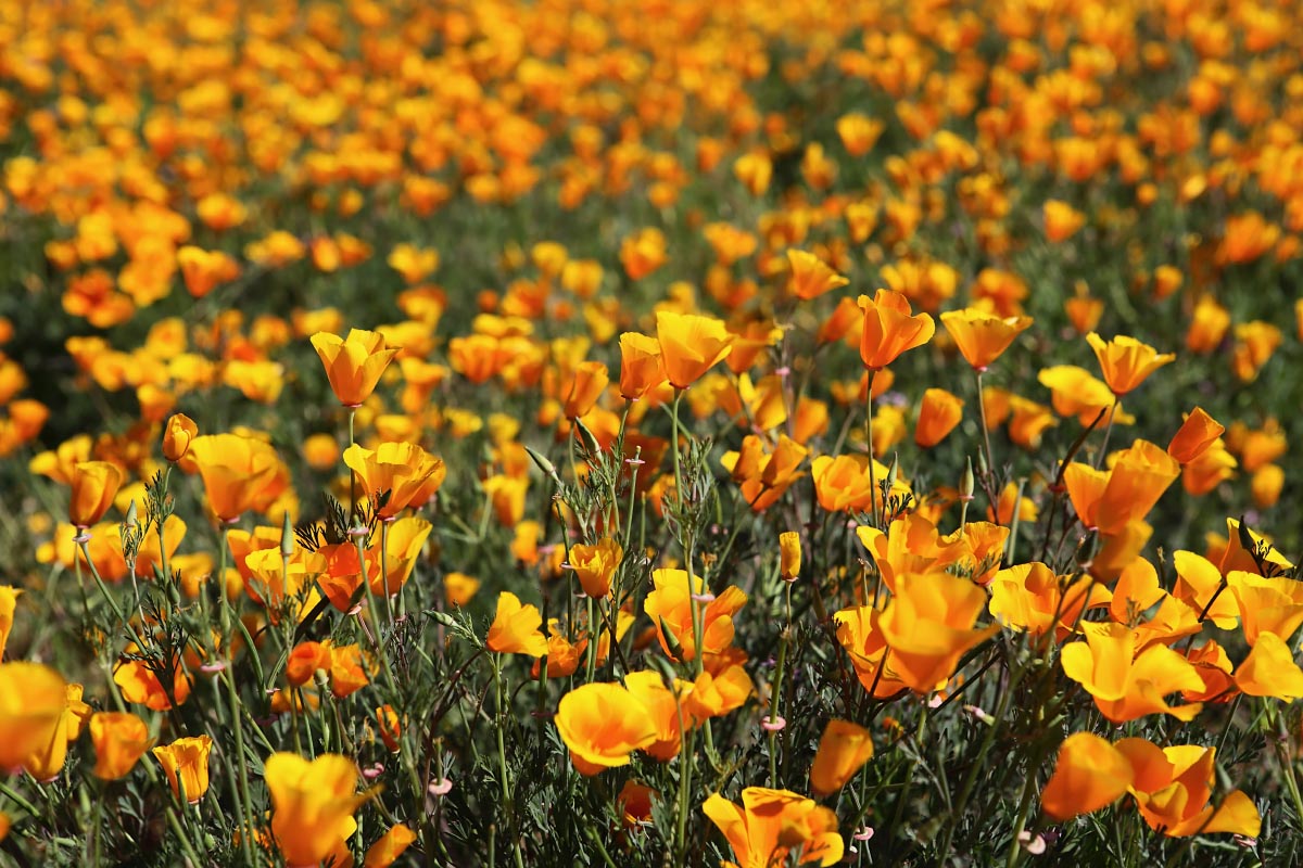 poppies-wildflowers-super-bloom-walker-canyon-california-0675