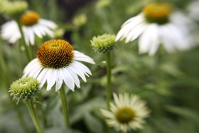 coneflower-daisy-white-lensbaby-manito-botanical-gardens-spokane-0229