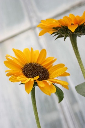sunflowers-yellow-manito-botanical-gardens-spokane-0240