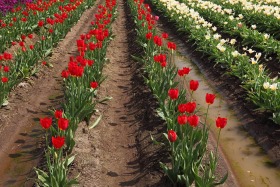 tulip-rows-red-white-wooden-shoe-woodburn-oregon-0243