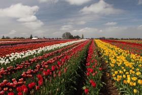tulip-rows-red-yellow-white-wooden-shoe-woodburn-oregon-0221