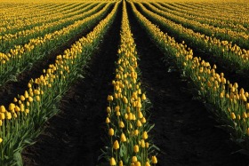 tulip-rows-yellow-skagit-valley-washington-0223