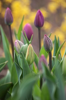 tulips-purple-yellow-thanksgiving-point-utah-0246