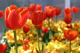 tulips-red-yellow-thanksgiving-point-utah-0215