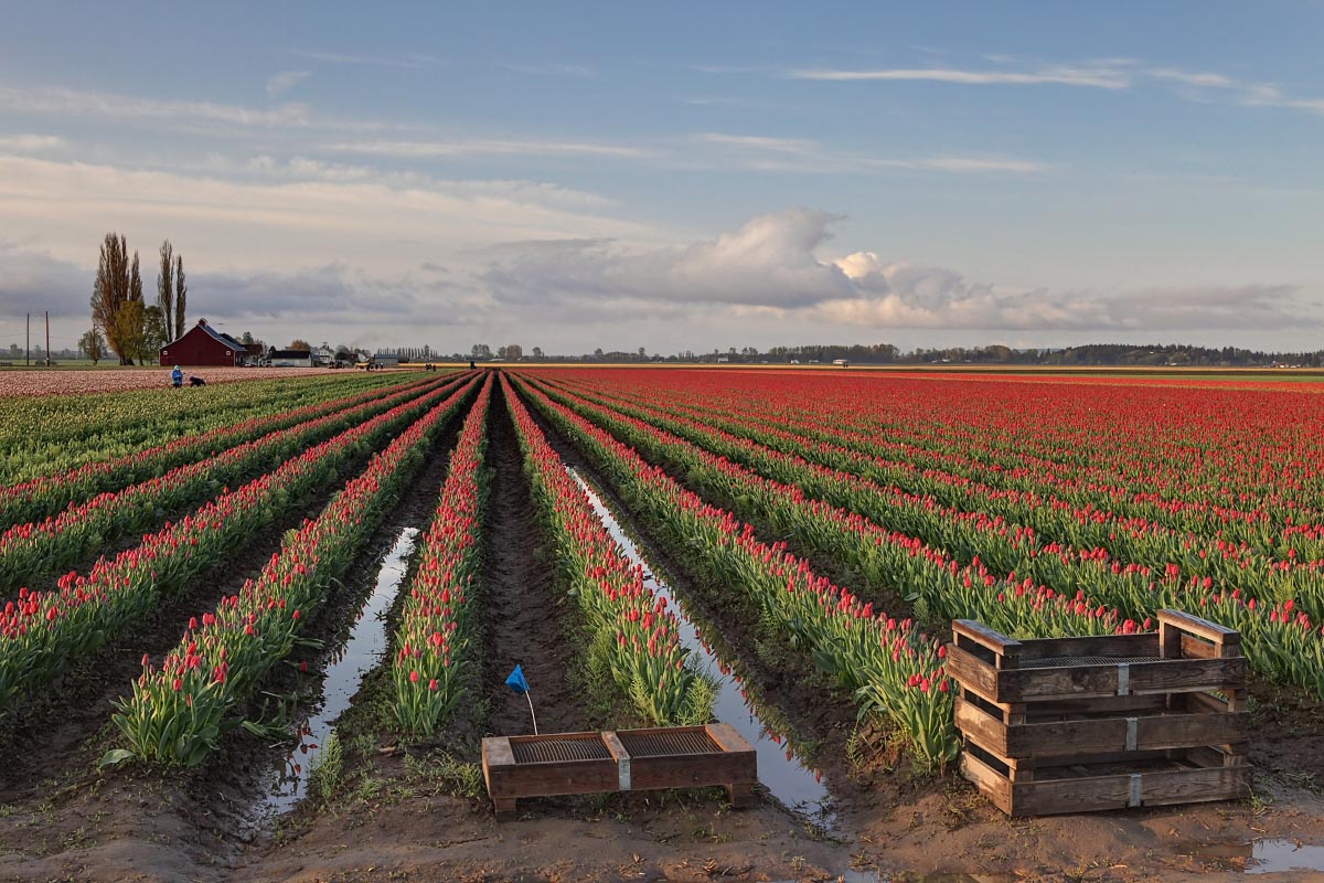 tulip-rows-red-puddles-skagit-valley-washington-0244