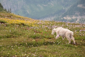 Logan Pass, Glacier National Park, Montana