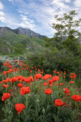 Lambert Park, Alpine, Utah
