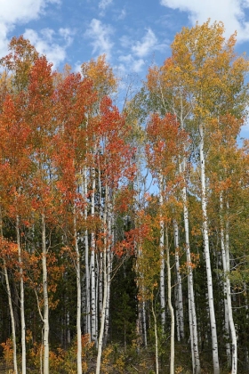 Along the Mirror Lake Scenic Byway, High Uintas Wilderness Area, Utah
