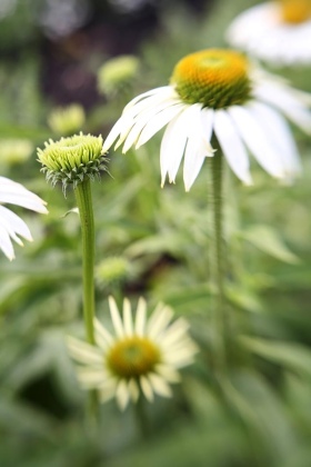 Manito Botanical Gardens, Spokane, Washington [Lensbaby 2.0]