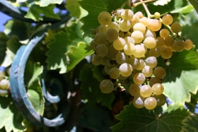 La Caille Winery & Vineyard, Sandy, Utah