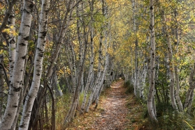 Hemlock Path, Acadia National Park, Maine