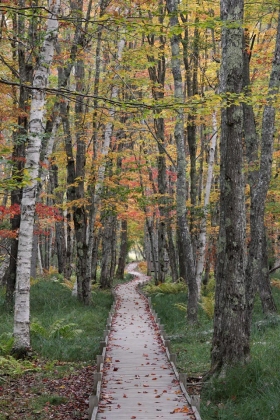 Jesup Path, Acadia National Park, Maine