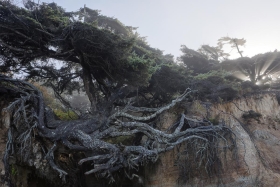 Kalaloch Tree of Life, Olympic National Park, Washington