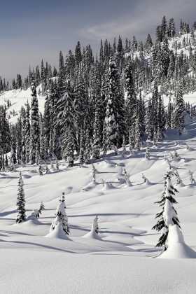 Paradise, Mt. Rainier National Park, Washington