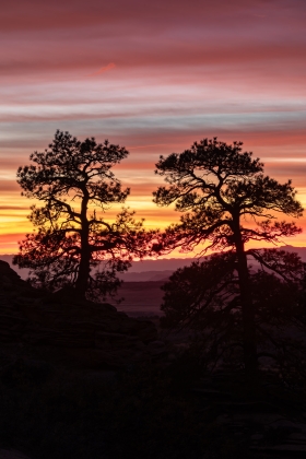 Along Kolob Terrace Rd, Zion National Park, Utah