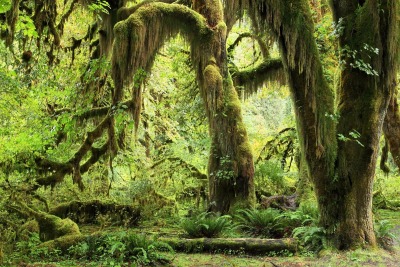 moss-covered-trees-hoh-rainforest-olympic-0277